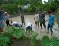 Album hoạt động &raquo; Kỹ năng trồng lúa