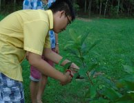 Tham quan và trồng cây